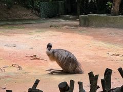 -深圳野生动物园