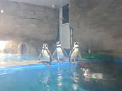 -秦皇岛新澳海底世界