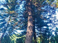 -十九路军淞沪抗日阵亡将士陵园