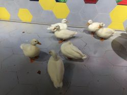 -七巧国萌宠乐园(龙湖天街店)