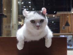 -藏猫猫咖啡主题馆(中央大道店)