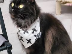 -楼上猫咖(罗湖店)