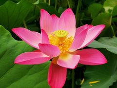 -莲花池公园
