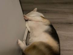 -吴记怪味面(牛王庙店)