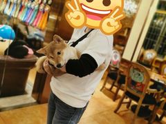 -more than meow吴止猫主题餐厅(承德 中船汇店)