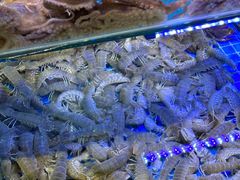 -前王院•巧克力海鲜市集餐厅(万平口店)