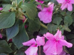 -广东花都湖国家湿地公园