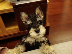 -翊宠yipet猫狗购宠庄园犬舍•猫舍