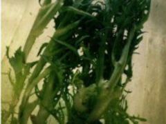 苦苣-刁四藤椒麻辣烫(良村开发区店)