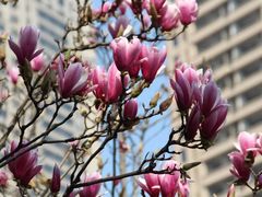 -重庆市江北嘴中央商务区中央公园