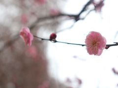 -武汉大学-樱园