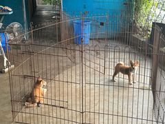 -柴犬高等学院·狗咖·柴犬售卖·宠物训练