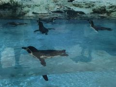 -帝企鹅自助餐厅•儿童岛•真企鹅(长隆企鹅酒店)