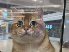 -三花喵·撸猫购宠·宠物生活馆(虹桥南丰城店)