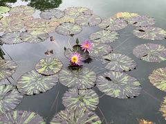 -云溪植物园