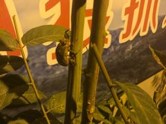 -鬼笑石后山停车场