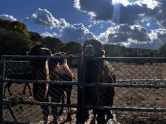 -哈尔滨北方森林动物园