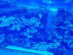 -迪拜水族馆及水下动物园