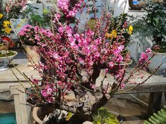 -双季花艺园艺市场(浦东店)