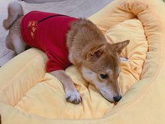-逗柴咖啡屋·狗咖猫咖宠物桌游