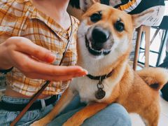 -柴犬高等学院·狗咖·柴犬售卖·宠物训练