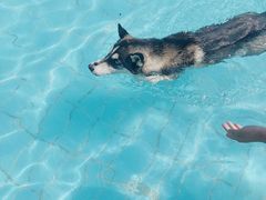 -趣玩宠物乐园寄养训犬训狗游泳池