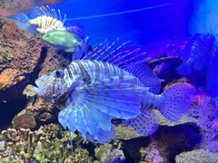 -上海海洋水族馆