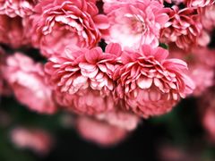 -杭州植物园