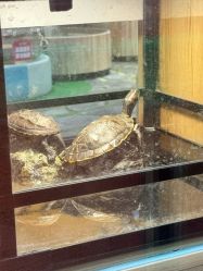 -卡通尼·Safari非洲探索乐园·生日会(金桥国际商业广场店)