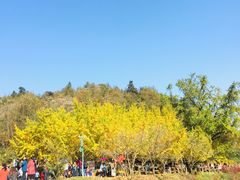 -千年银杏谷文化旅游区