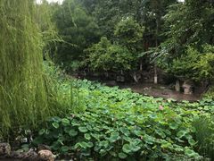 -莲湖公园