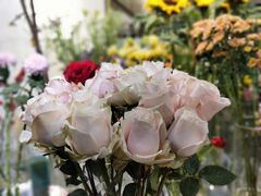 -花未央花店·WEYOUNG