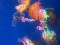-海合安成都极地海洋公园