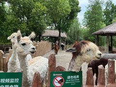 -上海野生动物园