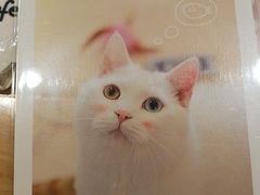 -猫的天空之城概念书店(丽江古城饮玉巷店)
