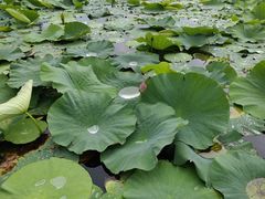 -洪湖生态旅游区