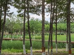 -东郊湿地公园