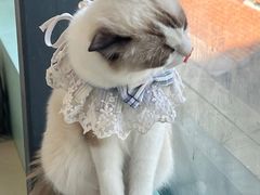 -怪兽屋·羊驼·猫咖·狗咖(俊华广场店)