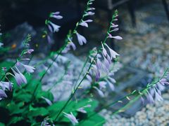 -祝家花園(伯渎港店)