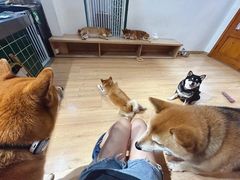 -是阿柴呀！柴犬咖啡·爱喵喵猫咖