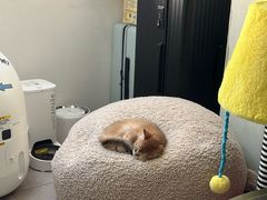 -瑞派·关忠动物医院·猫专科·犬专科(三环新城店)