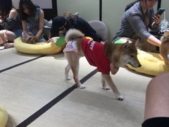 -逗柴咖啡屋·狗咖猫咖宠物桌游