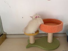 -糯米喵星人总部直营旗舰店·猫舍·幼猫出售