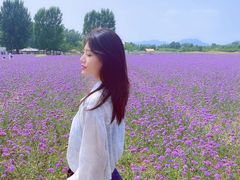 -北京东方普罗旺斯薰衣草庄园