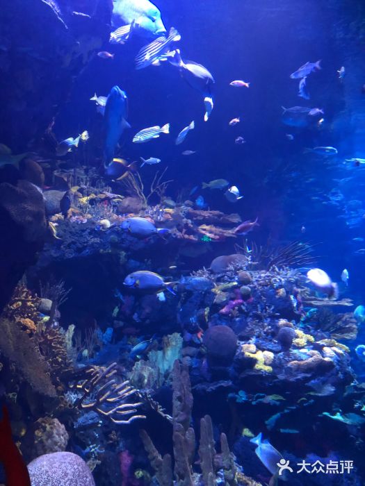 上海长风海洋世界图片