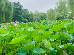 -莲湖公园