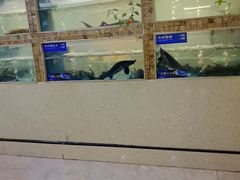 -大河宴·椒麻鱼火锅(米东区店)