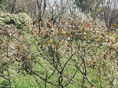 -东园小馆·早茶·淮扬小炒(宋夹城店)