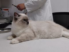 -艾贝尔宠物医院 ·中兽医·宠保定点(北门桥店)