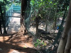-西双版纳原始森林公园